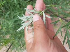 Artemisia