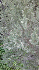 Melaleuca brevifolia