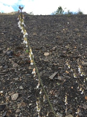 Boechera retrofracta