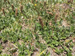 Salix petrophila