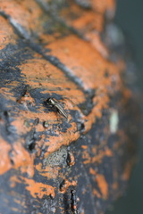 Agrilini