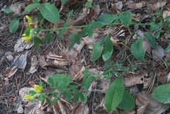Chamaecytisus supinus