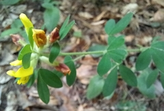 Chamaecytisus supinus
