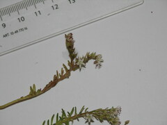 Sedum pallidum