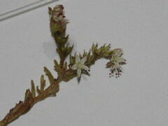 Sedum pallidum