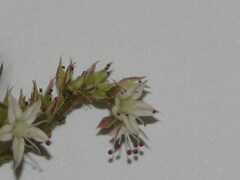 Sedum pallidum