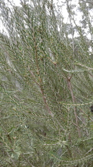 Melaleuca brevifolia
