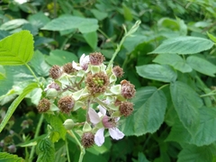 Rubus