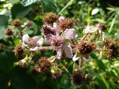 Rubus
