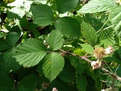Rubus