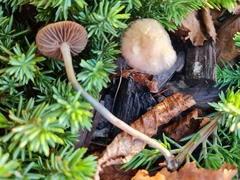 Psilocybe