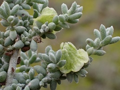 Maireana pyramidata