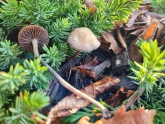 Psilocybe