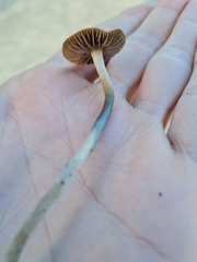 Psilocybe
