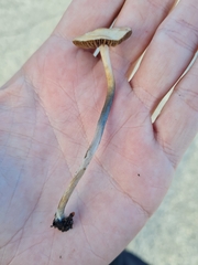 Psilocybe