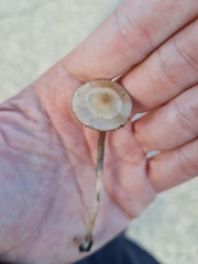 Psilocybe
