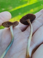 Psilocybe