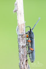 Phytoecia icterica