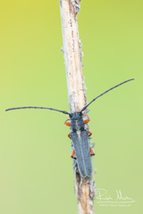 Phytoecia icterica