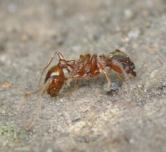 Myrmica rubra