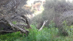 Melaleuca brevifolia