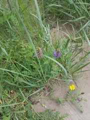 Astragalus laxmannii