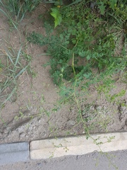 Thalictrum squarrosum