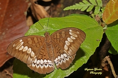 Tanaecia trigerta