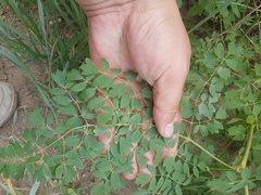 Thalictrum squarrosum