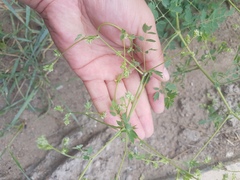 Thalictrum squarrosum