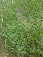 Astragalus davuricus