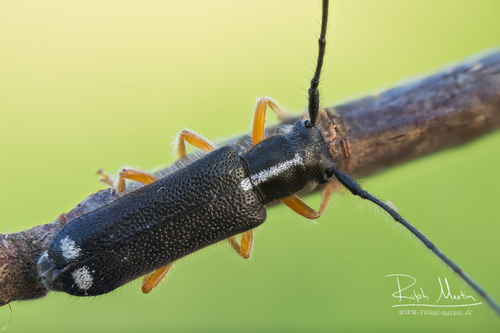 Menesia bipunctata · iNaturalist