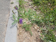Astragalus laxmannii
