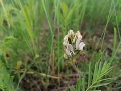 Oxytropis oxyphylla
