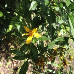 Electranthera mutica