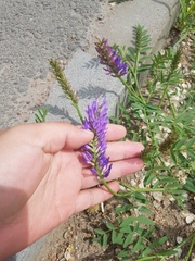 Astragalus laxmannii