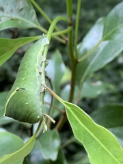 Graphium sarpedon connectens
