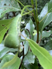 Graphium sarpedon connectens