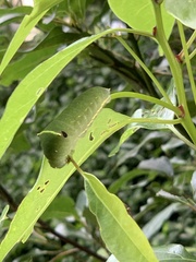 Graphium sarpedon connectens
