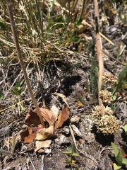 Micranthes rhomboidea