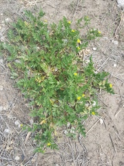 Potentilla paradoxa