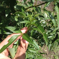 Electranthera mutica