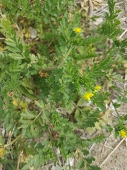Potentilla paradoxa