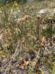 Micranthes rhomboidea