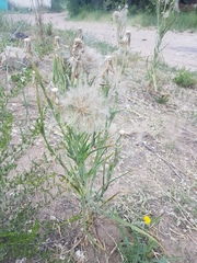 Tragopogon orientalis