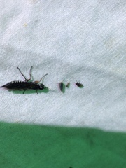 Xiphydriidae