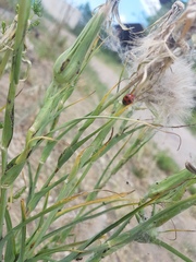 Tragopogon orientalis