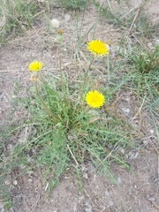 Taraxacum officinale
