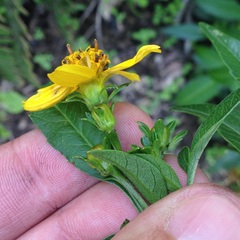 Electranthera mutica