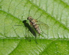 Chrysopilus asiliformis
